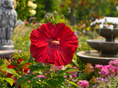 'Garnet Globes' Hardy Hibiscus