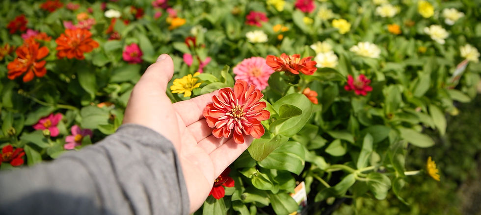 A hand holds a vibrant red zinnia flower among colorful blooms in a garden, conveying a peaceful, sunny ambiance.