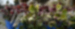 Flowering Hellebores out on the garden center floor
