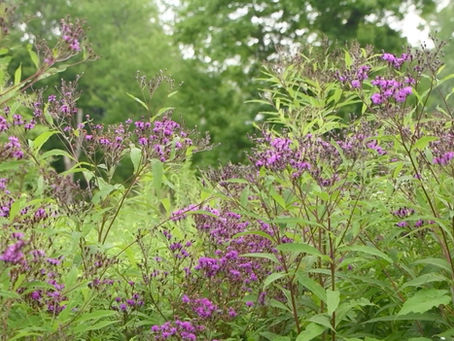 Looking for Bursts of Purple? You NEED Ironweed!