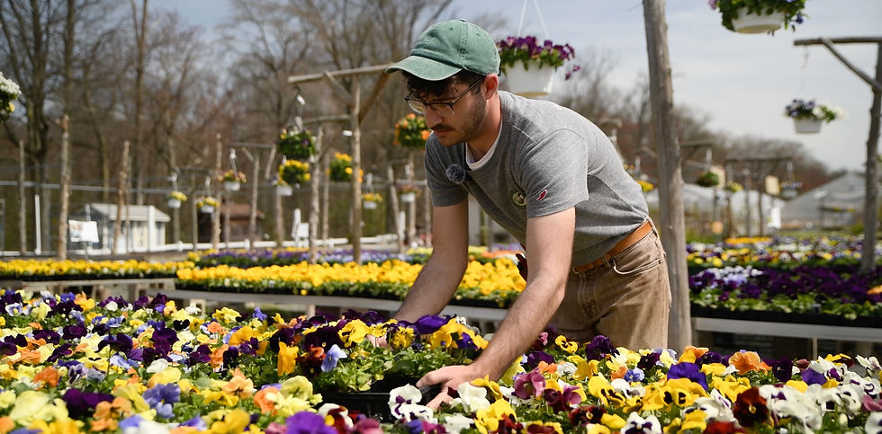 With so many Pansies, it can be hard to pick!