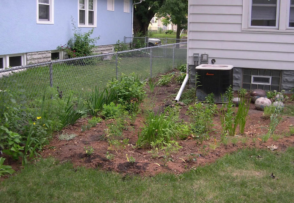 Thumbnail: Native Sunny Rain Garden Design