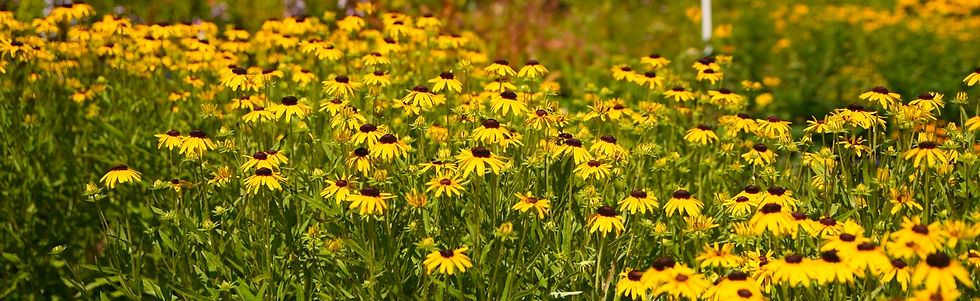 Yellow black-eyed Susans fill a sunny green meadow, with dense blooms swaying softly in summer.