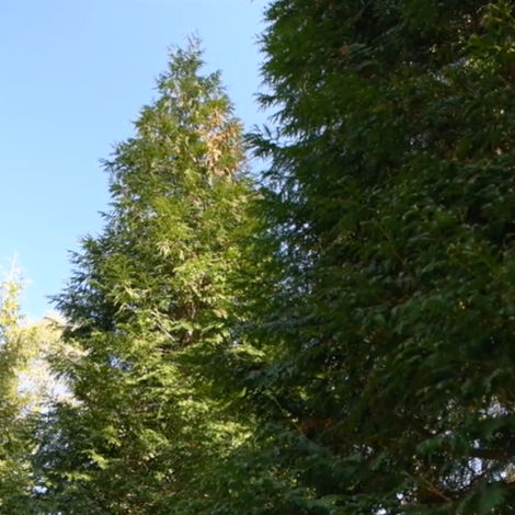 Get a living fence fast with Bountiful Gardens! Green Giant Arborvitae is NJ’s fastest-growing privacy tree. Tough, deer-resistant, and perfect for large yards.