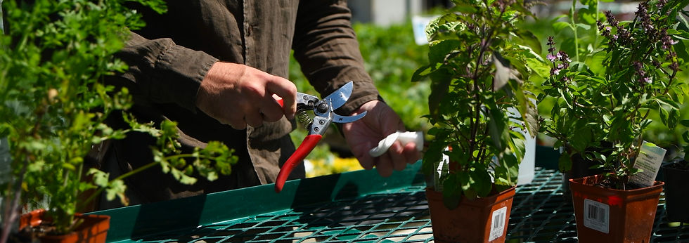 Person pruning potted herbs with red-handled shears at an outdoor garden table, surrounded by lush green plants and purple flowers
