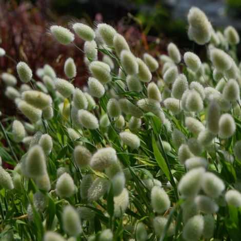 Bring sensory fun to your garden with Bunny Tail Grass (Lagurus ovatus) from Bountiful Gardens. Soft, touchable plumes that kids and designers love. Explore!