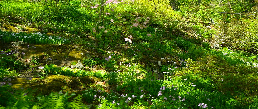 A lush spring garden with vibrant green foliage and pink flowers under sunlight. Moss-covered rocks and dappled shadows create a serene scene.