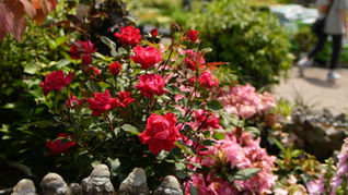 Protect Your Roses from Deer with THESE Perennials!