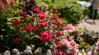 Protect Your Roses from Deer with THESE Perennials!