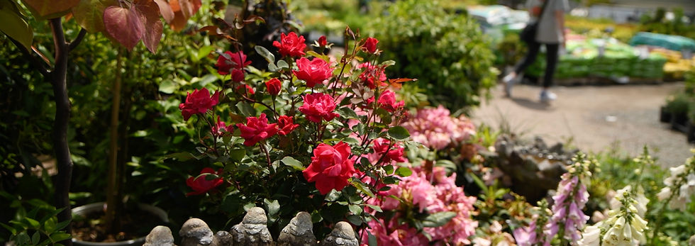 Red roses bloom in a sunny garden center, with pink flowers and a blurred shopper walking in the background.