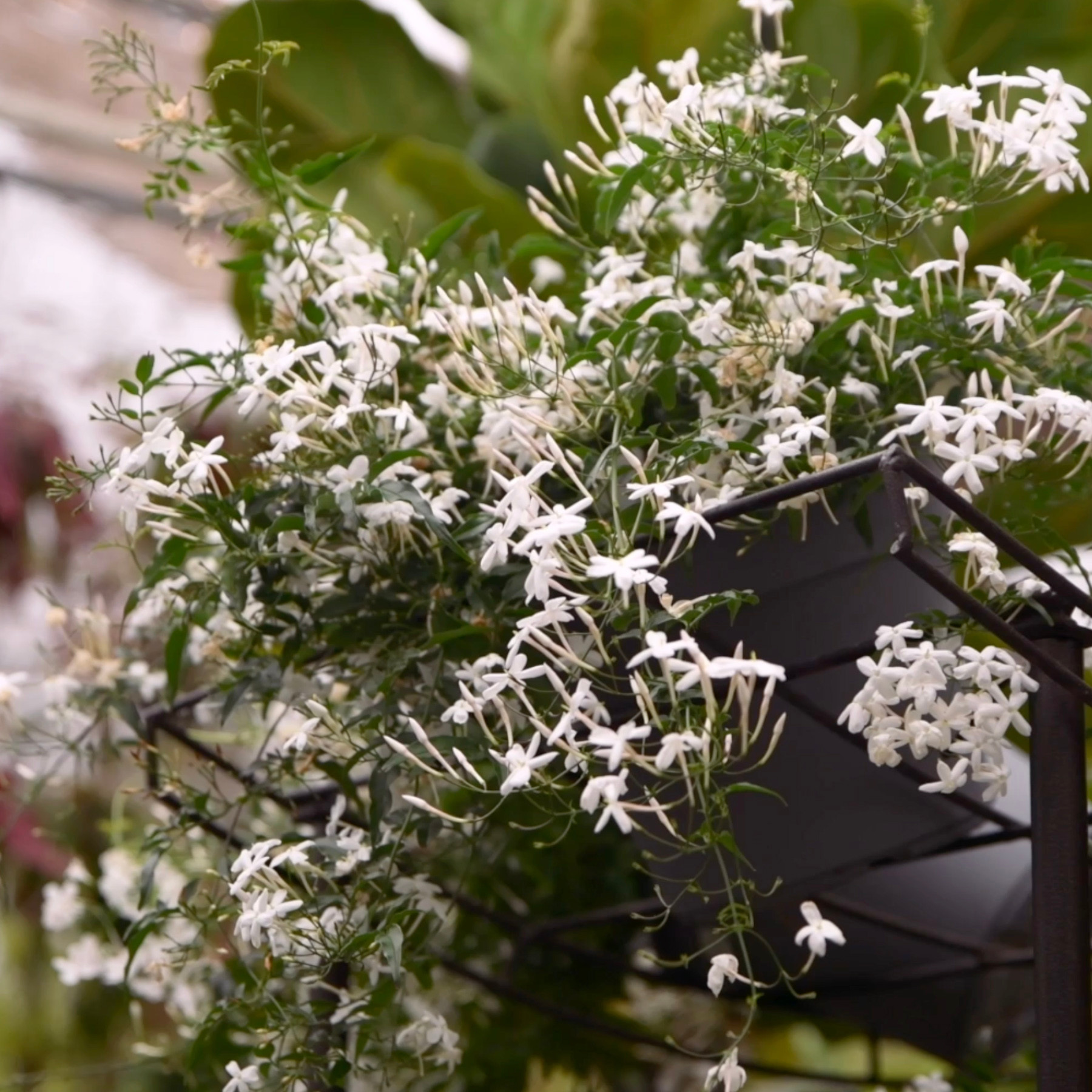 Winter Jasmine | Bountiful Gardens