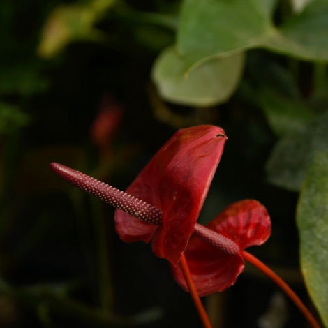 Get months of color with Bountiful Gardens! Anthuriums offer "lacquered" heart-shaped blooms and glossy leaves. A sophisticated, long-lasting NJ indoor star.
