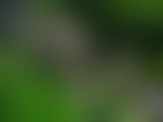 Grasses are Year-Round Garden Heroes!