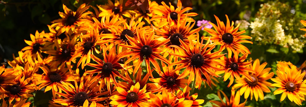 Bright orange and yellow Echibeckia Summerina 'Blazing Fire' flowers with dark centers bloom densely in a sunny garden bed.