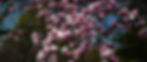 Pink and white magnolia blossoms in full bloom against a clear blue sky, creating a vibrant and serene spring scene.