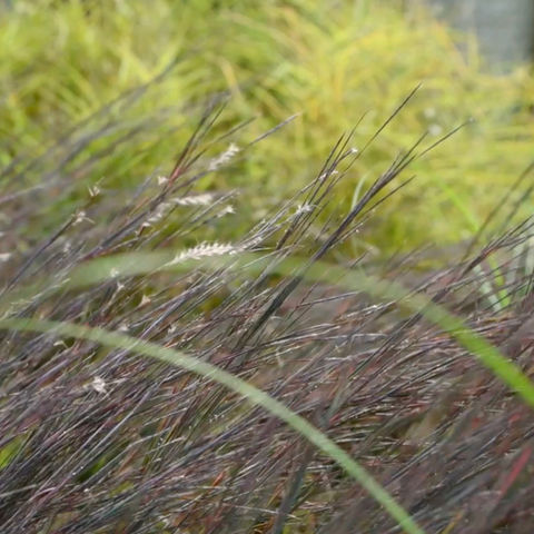 Support NJ wildlife with Bountiful Gardens’ Little Bluestem. This drought-hardy, native grass provides vital winter seeds and nesting for local songbirds. Order!