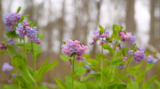 Spring Ephemerals Have Emerged! All About These Fleeting Beauties