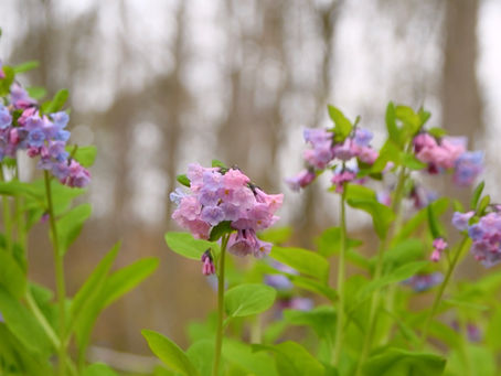 Spring Ephemerals Have Emerged! All About These Fleeting Beauties