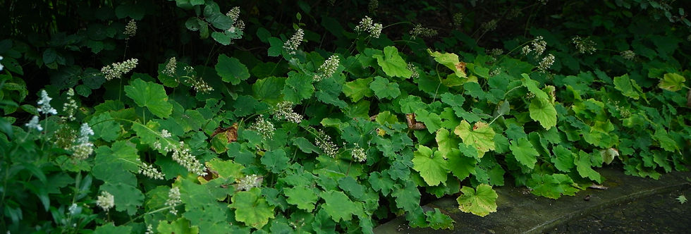 Dense green leafy plants with small white flowers spilling over a shaded stone path, creating a lush, overgrown look