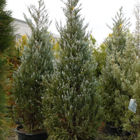 Brighten your NJ yard with Bountiful Gardens! Moonglow Junipers deliver intense silver-blue color and hardy structure. A drought-tolerant, "moonlit" garden star.