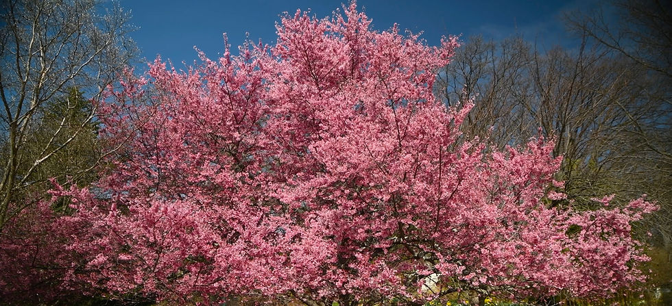 A blooming Okame Cherry planted as a specimen at a botanical garden.