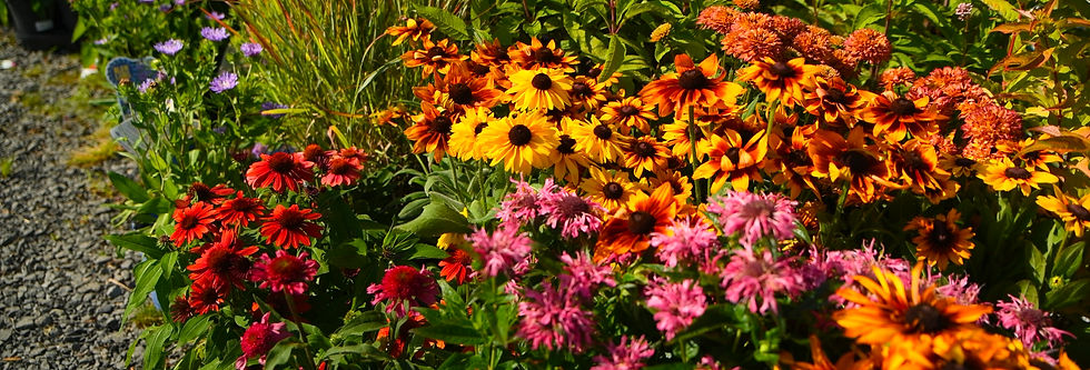 Colorful garden bed of orange, yellow, pink, and red flowers blooming in bright sunlight beside a gravel path