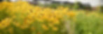 A closeup on the blooms of Rudbeckia hirta (Black Eyed Susan) 