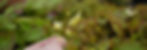 The orchid-like blooms of Epimedium (Barrenwort)