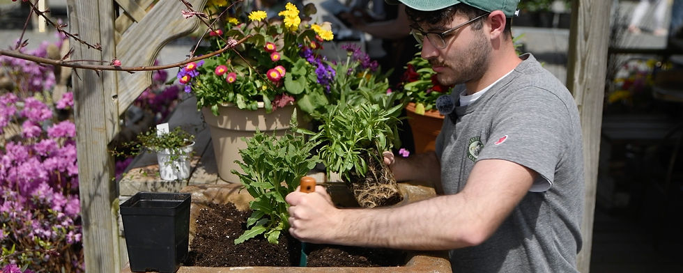 Tight roots can be teased loose a bit to help them establish into new soil