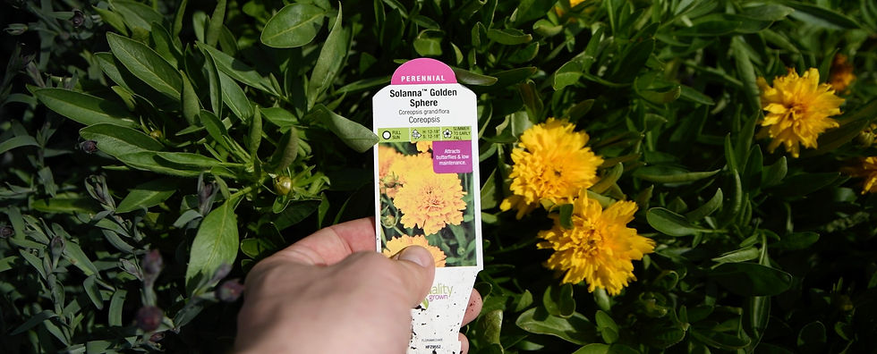 Coreopsis makes for a gorgeous mid-layer filler