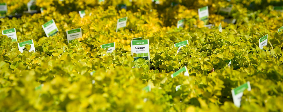 Vibrant yellow-green plants labeled "Goldilocks Lysimachia" in a greenhouse setting, bathed in sunlight. Green and white tags visible.