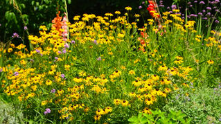 🌼Plant Native Rudbeckia NOW! 📺 Watch the Video!