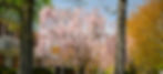 A blooming Double Pink Weeping Cherry planted as a front yard specimen.