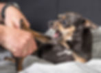 A small dog in need of Behavior Modification Training as it shows aggression towards human hands.