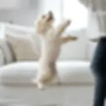 auntieee85_43269_puppy_jumping_on_person_white_living_room_70d99862-79b6-4741-8b22-a56fc63