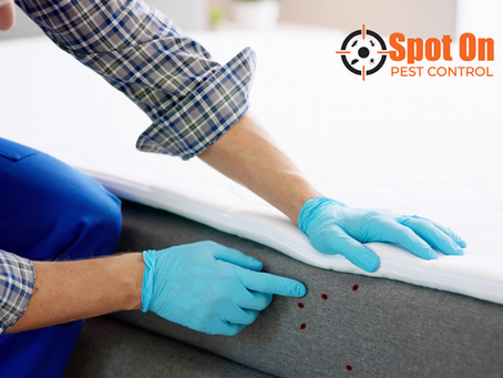 Bed Bug Treatment in Marion, IL: How to Protect Your Home and Sleep Better