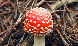 NOT NORMAL release concert // Trondheim Dokkhuset