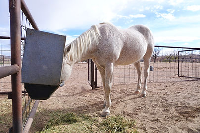 horse eating hay from a feeder