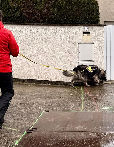personne qui fait du mantrailing avec son chien