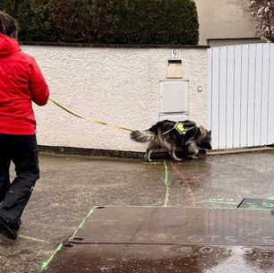 10 conseils pour faire du mantrailing avec son chien sans le gêner