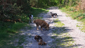 Pourquoi faire des balades collectives encadrées par un pro ?