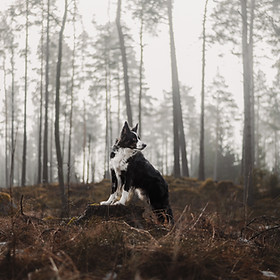 dogphotographer sweden
