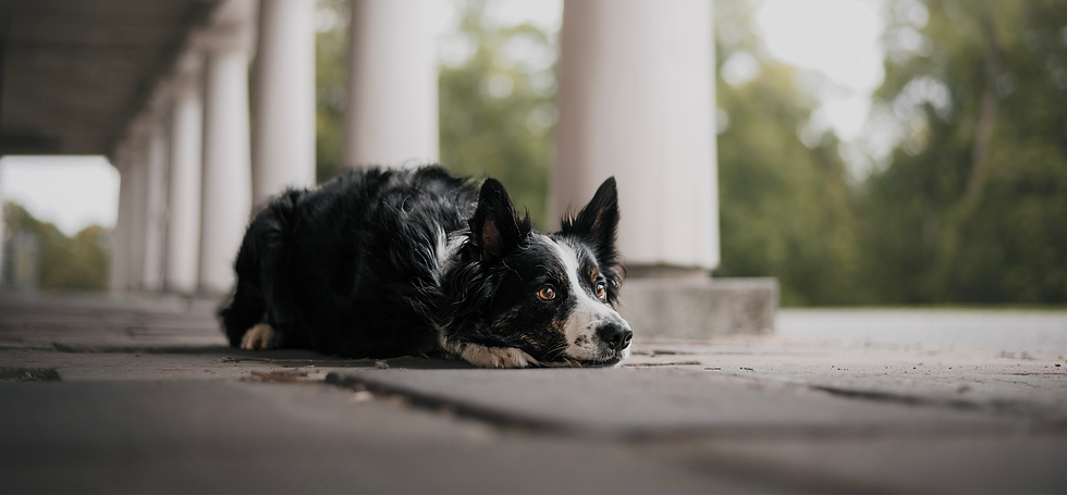 Hundporträtt i slottsmiljö