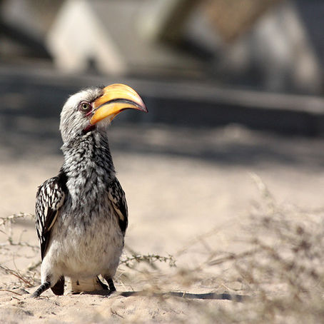 Neushoringvoëls word ook nou die teiken van onwettige dierehandel