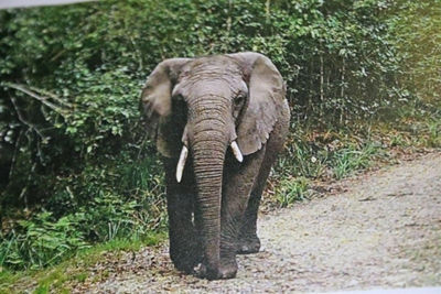 Oupoot die olifant. FOTO: Knysna Plett Herald