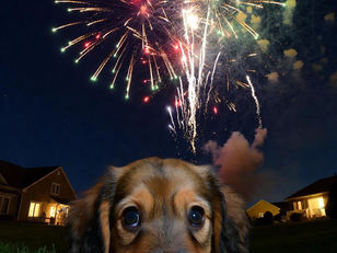 'n Dierewelsynsgroep pleit vir stiller alternatiewe tot vuurwerke