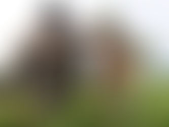 Daar is geen planne om rondlopervee in te ent nie