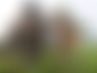 Daar is geen planne om rondlopervee in te ent nie