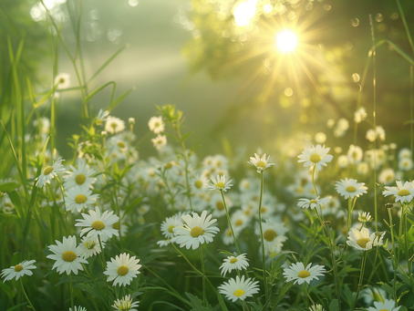 Dominanz ist keine Aggression – warum sich manche Pflanzen durchsetzen