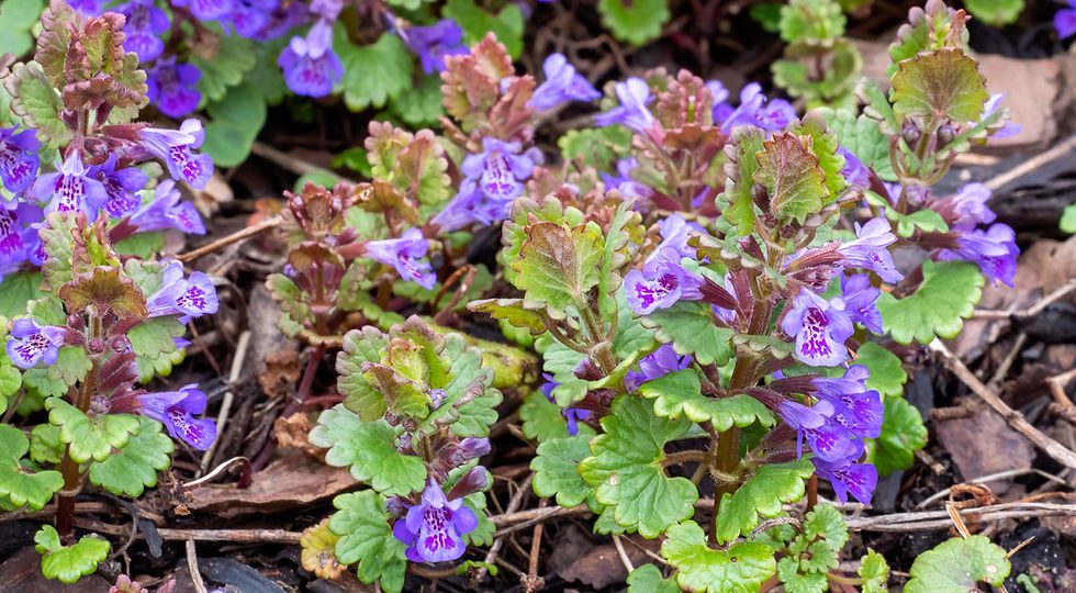 Gundermann mit blauvioletten Blüten und gekerbten Blättern breitet sich bodennah auf offenem Frühlingsboden aus.